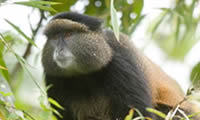 golden-monkey-rwanda