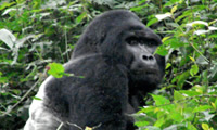 gorilla-africa