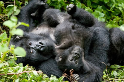 gorilla-tour-uganda