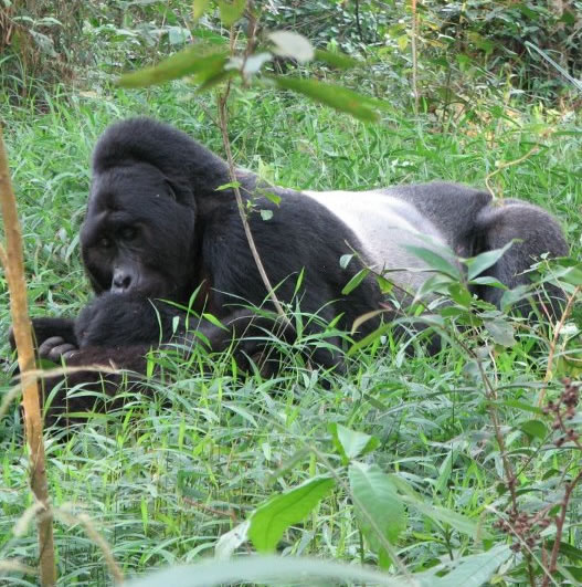 African Silverback Gorilla