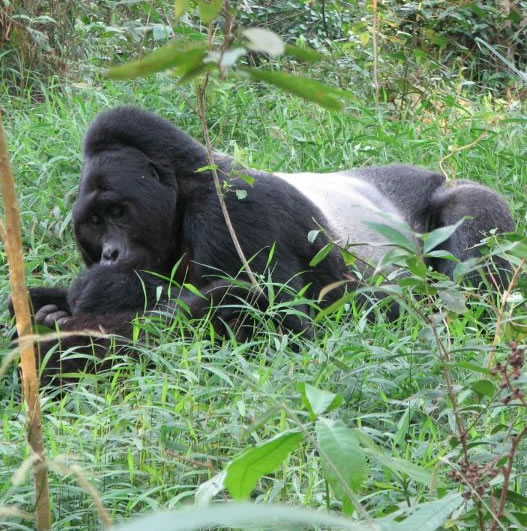 gorilla-trekking-tour