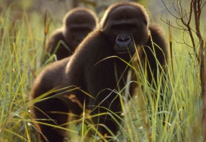 lowland-gorillas-congo