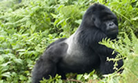 silverback-gorilla-rwanda