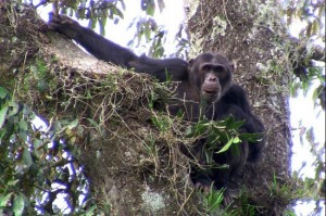 chimps-rwanda