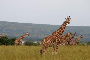 giraffes