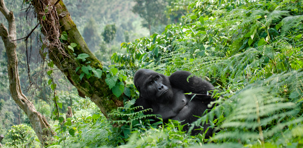 Gorillas in Bwindi