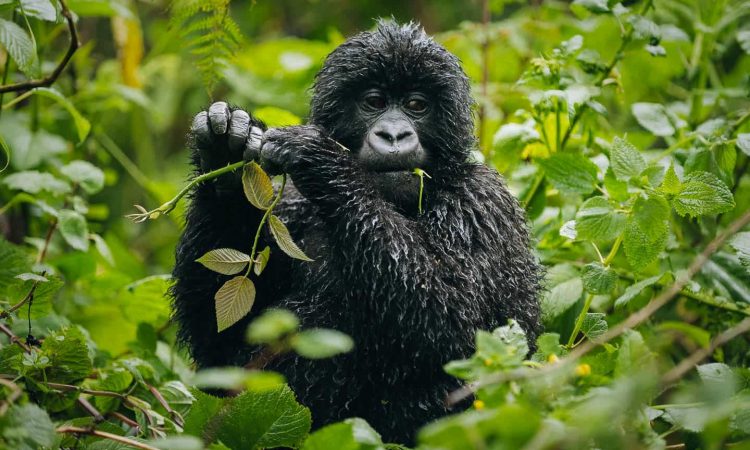 Virunga Gorilla Trekking