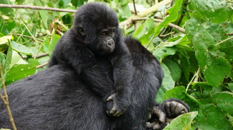 Mountain Gorillas in Rwanda