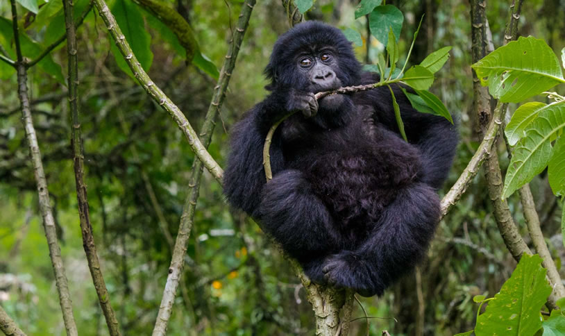 African Mountain Gorilla Safari