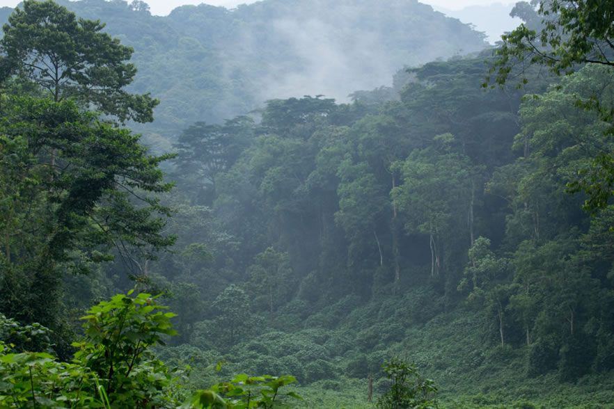 Bwindi Forest: Gorilla Habitat