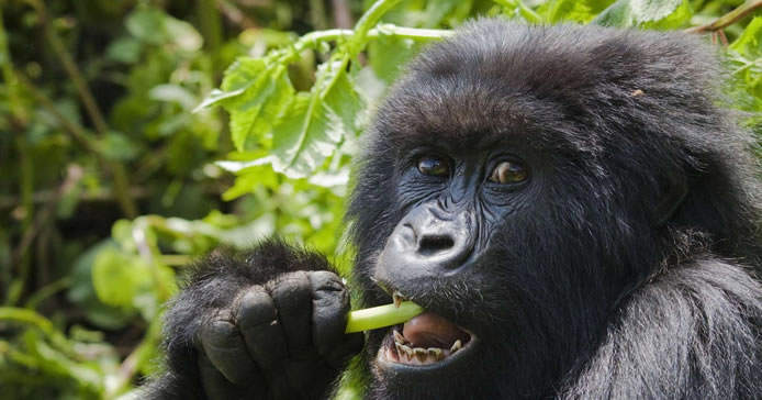 African Gorillas in Mgahinga