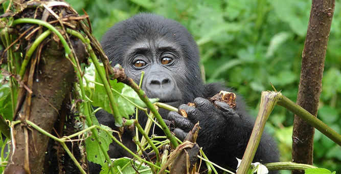 Gorilla Trekking in Mgahinga National Park