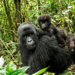 Mountain Gorilla With A Baby