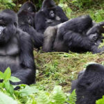 African Mountain Gorillas